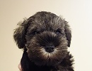 ミニチュアシュナウザー子犬