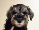 ミニチュアシュナウザー子犬